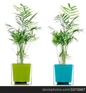 Houseplants in glass pot isolated on white background.