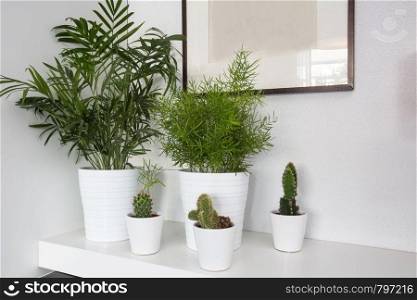 Houseplants in white pots and a white background, living room decoration modern design with blank painting. Houseplants in white pots and a white background, living room decoration modern design