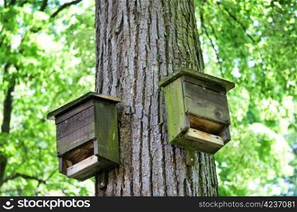 houses for birds on the tree