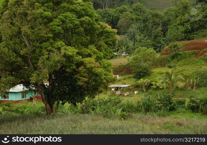 Houses scattered in a densely vegetated area, Moorea, Tahiti, French Polynesia, South Pacific