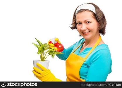 housewife caring for flower in a pot on a white background