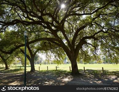 Houston Hermann park Marvin Taylor trail with big oaks at texas