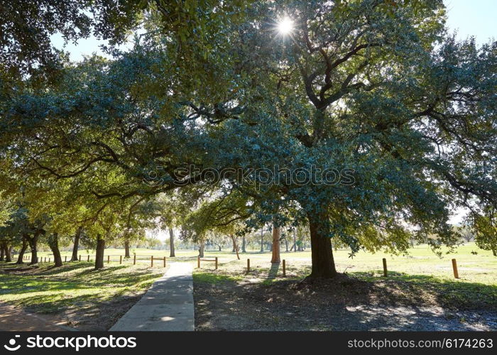 Houston Hermann park Marvin Taylor trail with big oaks at texas