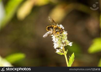 hover-fly on a flower of a peppermint