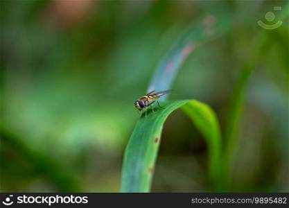 Hoverfly, also called flower fly or syrphid fly perching on a green blade of grass