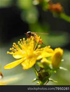 hoverfly in forest