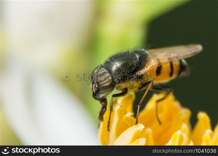 Hoverfly macro is on the flower