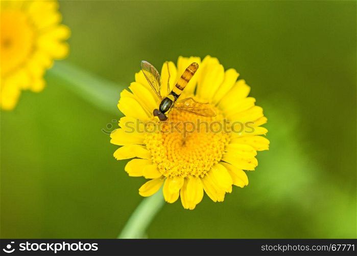 hoverfly, Myrathropa,spec. on yellow flower