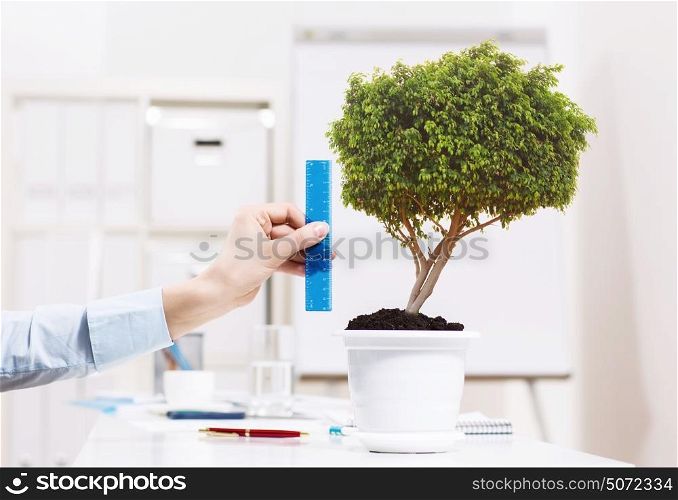 How big your success is?. Close up of human hand measuring plant in pot with ruler
