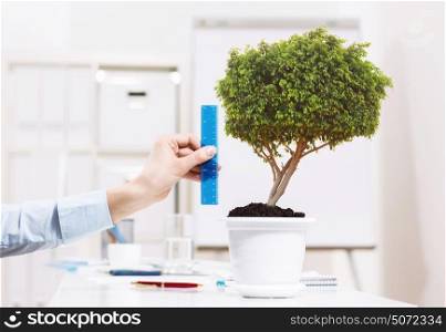 How big your success is?. Close up of human hand measuring plant in pot with ruler