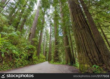 Howland Hill Road in Jedediah Smith Redwoods State Park through a coastal Redwood Forest