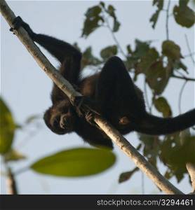 Howler Monkey in a tree in Costa Rica