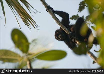 Howler monkey resting on a vine