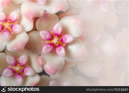 Hoya flower macro