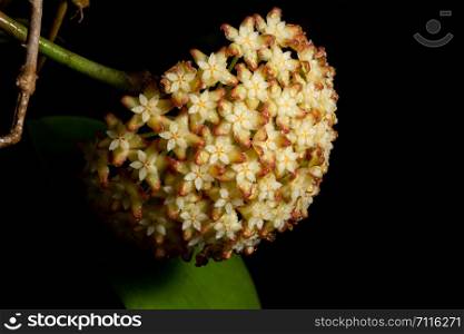 Hoya flower macro