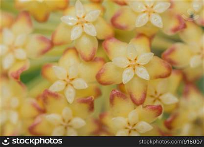 Hoya yellow flower macro background