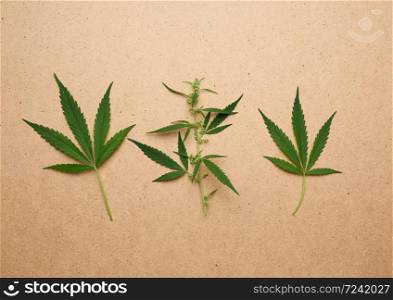 hree green leaves of hemp on a brown background, top view