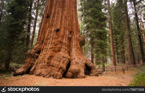 Huge base of a Giant Sequoia Tree