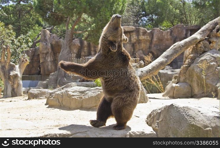 huge bear very expressive