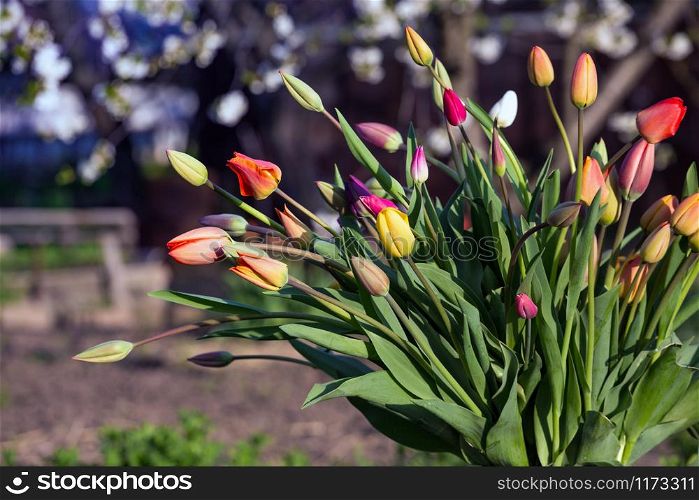 huge bouquet of multicolored tulips in an old can in the garden at sunset. spring and gardening