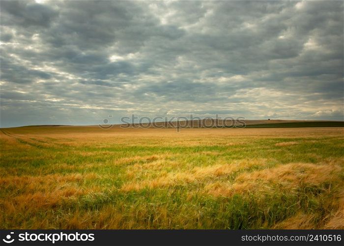 Huge field with grain and cloudy sky, Staw, Lubelskie, Poland