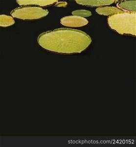 huge floating water lily
