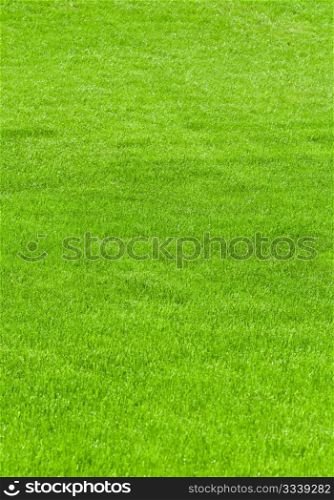 huge green lawn in the city park