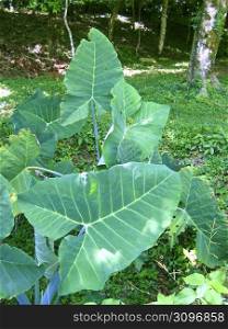 huge leaves of giant yam plant in central america jungle