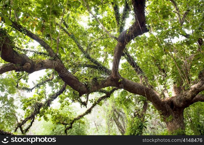 Huge limb of a tree in thick lush jungle