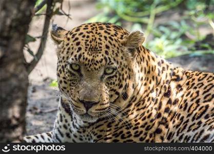 Huge male Leopard starring at the camera in the Kruger National Park, South Africa.