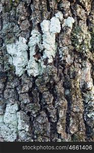 Huge oak bark as background, close up