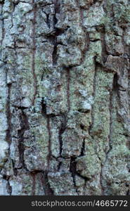 Huge oak bark as background, close up&#xA;&#xA;