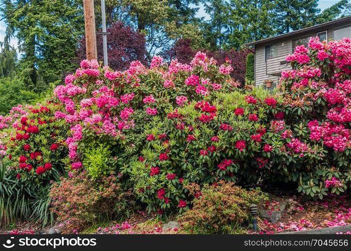 Huge Rhododendron flower bushes bloom in Normandy Park, Washington.