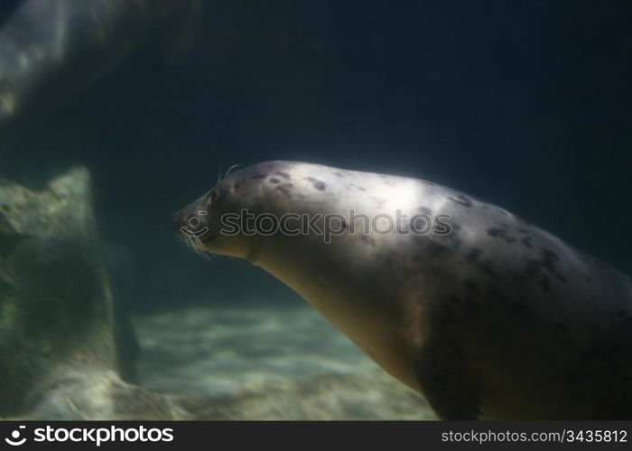 huge seal in aquarium close up