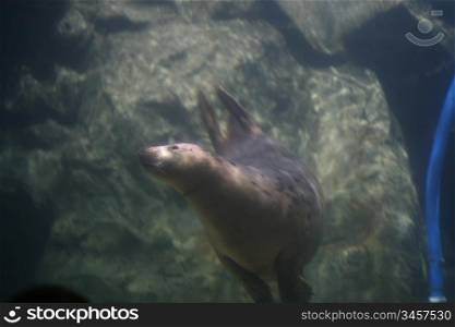huge seal in aquarium close up