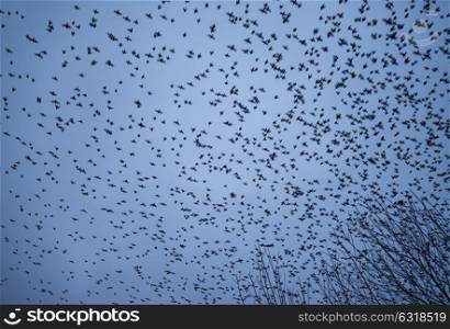 Huge starling murmuration over wetlands lake landscape in Autumn Winter