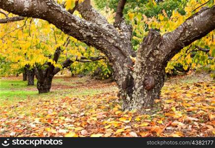 Huge trunk of a cherry tree full of yellow leaves on the ground