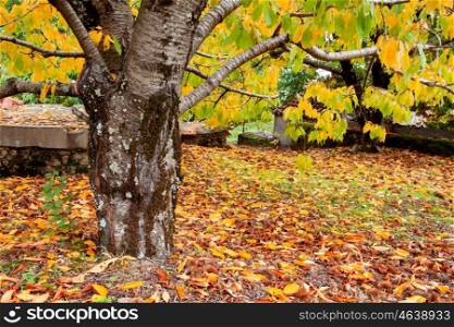 Huge trunk of a cherry tree full of yellow leaves on the ground