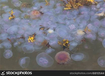 Hugh amount of jellyfish at the coast of an Scottish loch