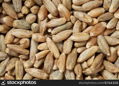 hulled rye berries at life-size magnification - background