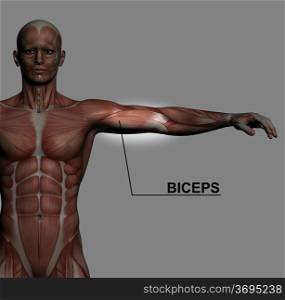 Human Anatomy - Male Muscles made in 3d software with highlighting biceps
