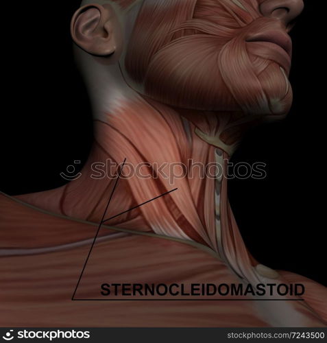 Human Anatomy - Male Muscles made in 3d software with highlighting sternocleidomastoid