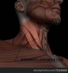 Human Anatomy - Male Muscles made in 3d software with highlighting sternocleidomastoid