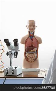 Human anatomy model and microscope