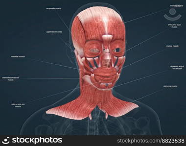 Human anatomy of a fema≤face,≠ck and shoulderμsc≤anatomy, medical ima≥of human anatomy 3D illustration. Anatomy of fema≤headμscular system