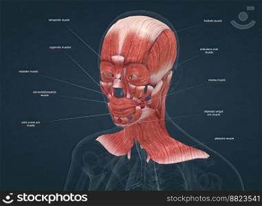 Human anatomy of a female face, neck and shoulder muscle anatomy, medical image of human anatomy 3D illustration. Anatomy of female head muscular system
