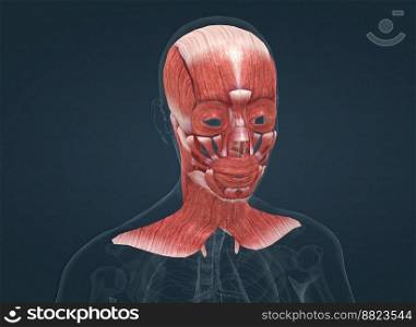 Human anatomy of a female face, neck and shoulder muscle anatomy, medical image of human anatomy 3D illustration. Anatomy of female head muscular system