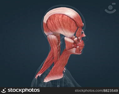 Human anatomy of a female face, neck and shoulder muscle anatomy, medical image of human anatomy 3D illustration. Anatomy of female head muscular system