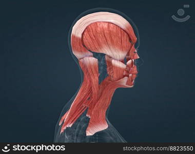 Human anatomy of a female face, neck and shoulder muscle anatomy, medical image of human anatomy 3D illustration. Anatomy of female head muscular system