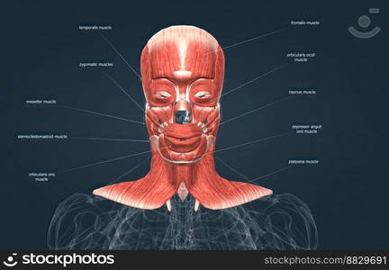 Human anatomy of a male face, neck and shoulder muscle anatomy, medical image of human anatomy 3D illustration. Anatomy of male head muscular system